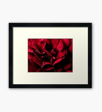Rose Framed Print