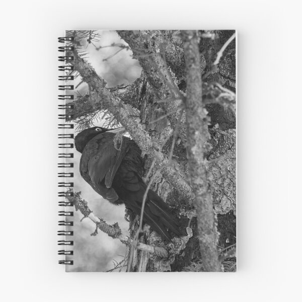 Item preview, Forester at work 4.  Black woodpecker bw designed and sold by Jouko Lehto Photography.