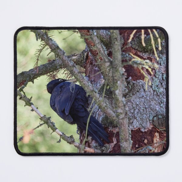 Item preview, Forester at work 3.  Black woodpecker designed and sold by Jouko Lehto Photography.