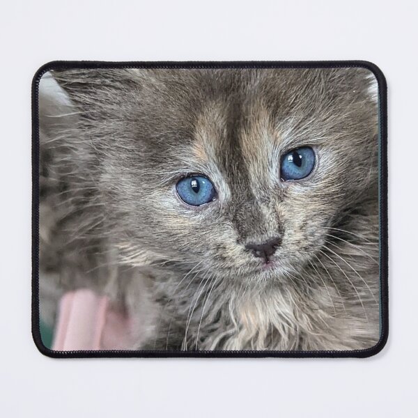 Item preview, Mainecoon ragdoll kitten designed and sold by Fluffycat2020.