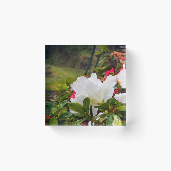 Item preview, Azalea flower in Foz d'Egua designed and sold by JesusStone.