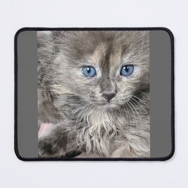 Item preview, Mainecoon ragdoll kitten designed and sold by Fluffycat2020.