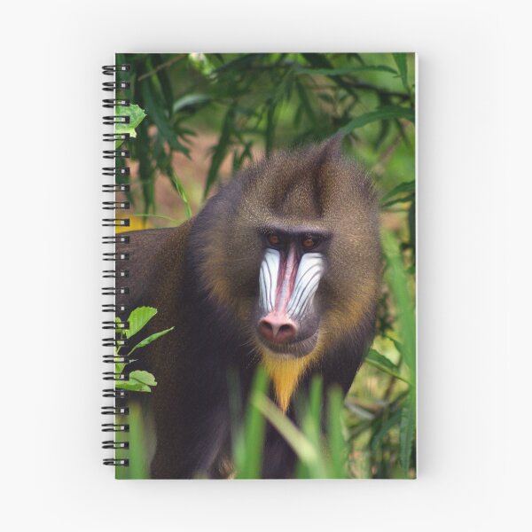 Item preview, Mandrill designed and sold by Philip Butler.