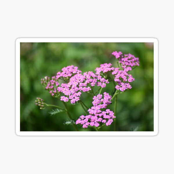 1 gal. Lilac Pink Yarrow Plant  Yarrow plant, Pink yarrow, Plants