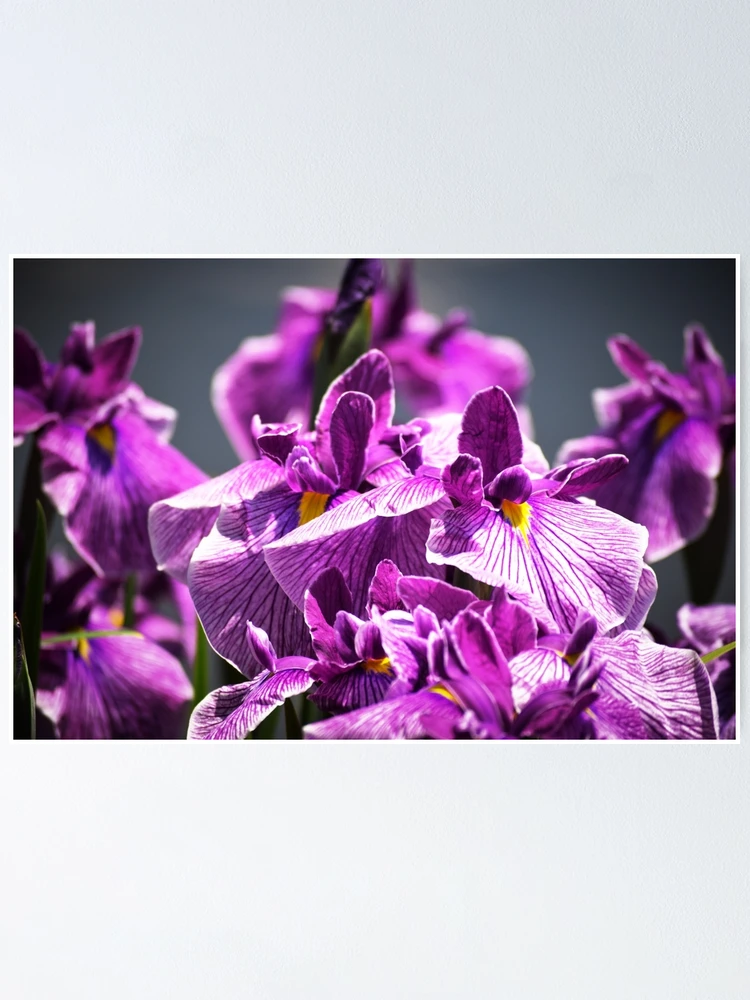Thumbnail 1 of 3, Poster, Purple Irises designed and sold by Tracy Engle.