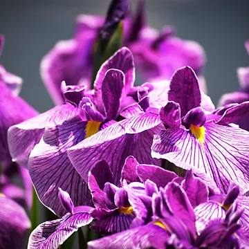 Artwork thumbnail, Purple Irises by Tracy Engle