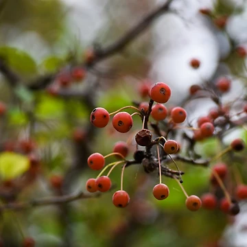 Artwork thumbnail, Red Berries by Tracy Engle