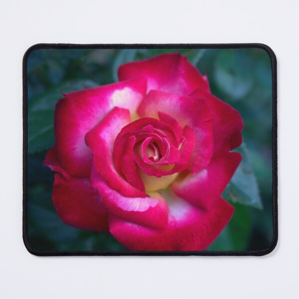 Item preview, Pink and Yellow Rose designed and sold by Cr8tive4life.