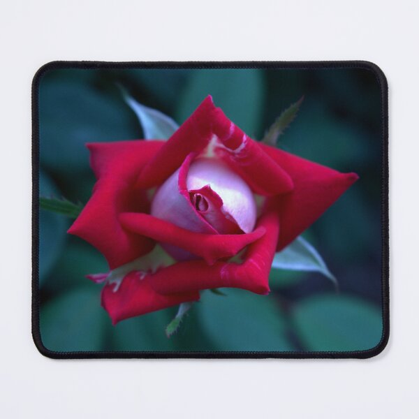 Item preview, Red & White Small Rose designed and sold by Cr8tive4life.