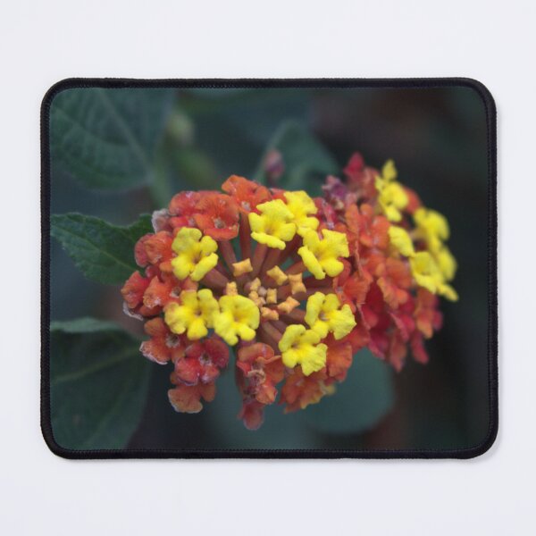 Item preview, Small Orange & Yellow designed and sold by Cr8tive4life.