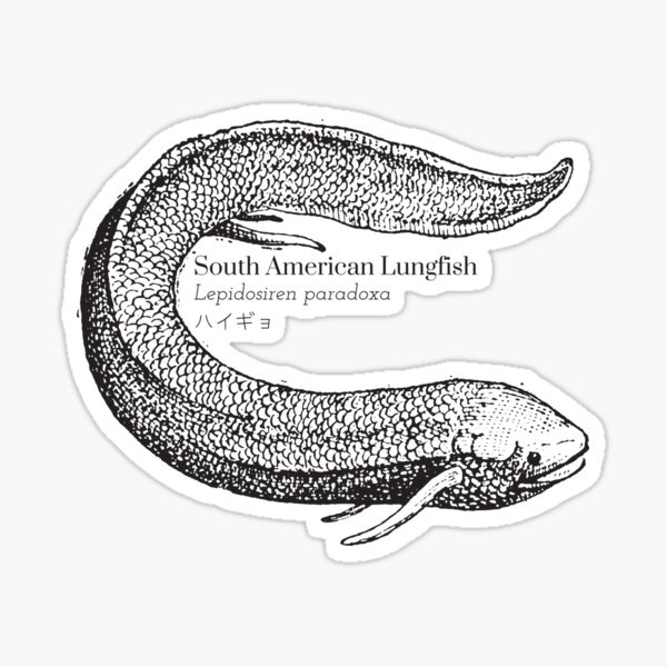 Vista previa del artículo con la obra «Pez pulmonado sudamericano Lepidosiren paradoxa ハイギョ Vida silvestre científica Kanji japonés», diseñado y vendido por Snoot-Store.