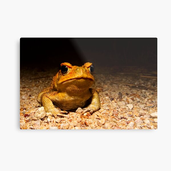 You know you want me Metal Print