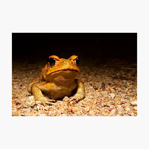 You know you want me Photographic Print