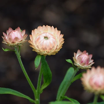 Artwork thumbnail, Strawflower by Tracy Engle