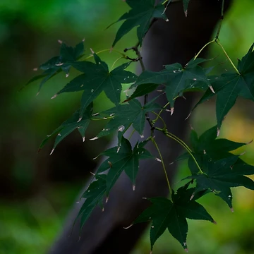 Artwork thumbnail, Summer Maple by Tracy Engle