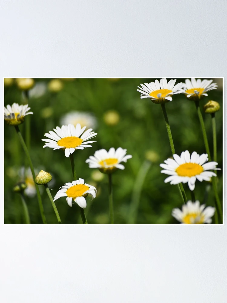 Thumbnail 1 of 3, Poster, Sunny Days designed and sold by Tracy Engle.
