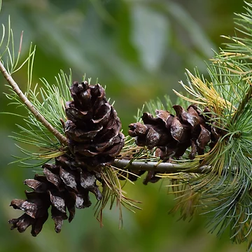 Artwork thumbnail, Three Pinecones by Tracy Engle