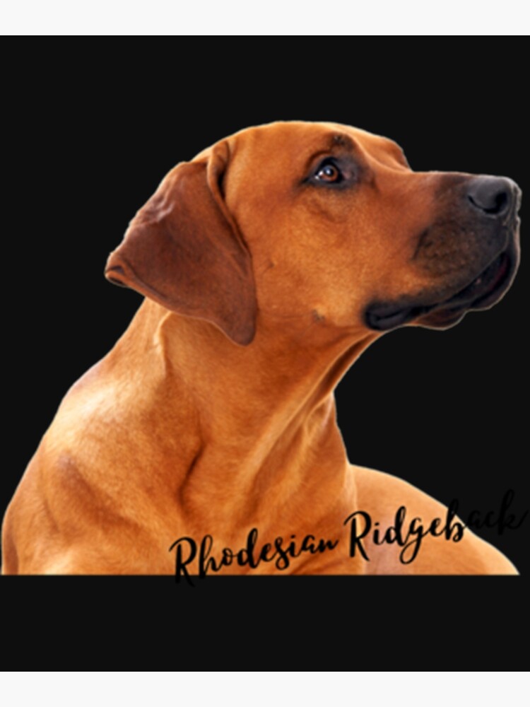 South African Lion Dog Rhodesian Ridgeback Good And Bad Rhodesian