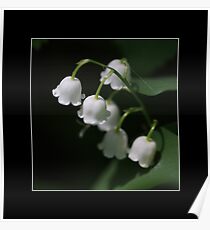 Lily of the Valley Poster