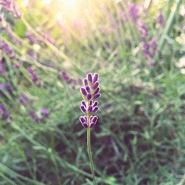 Artwork thumbnail, Lavender by adamayokuy