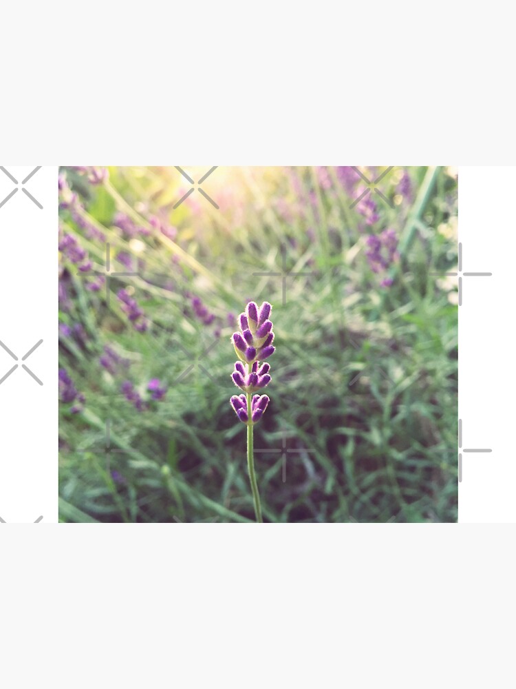 Lavender by adamayokuy