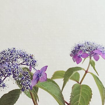 Artwork thumbnail, Mountain Hydrangea by adamayokuy