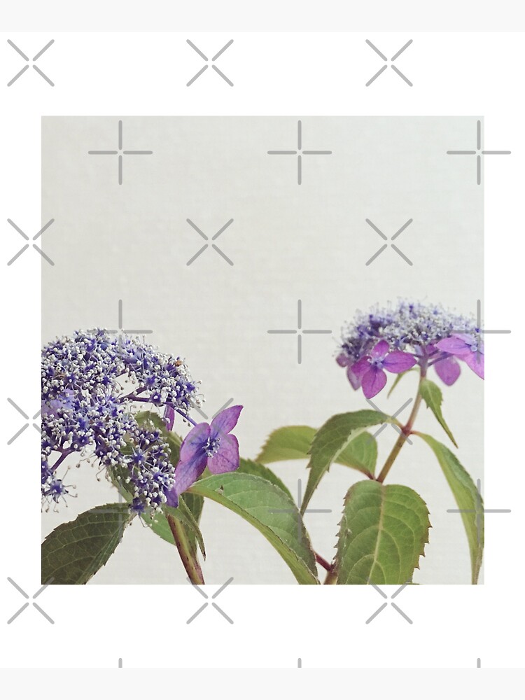 Mountain Hydrangea by adamayokuy