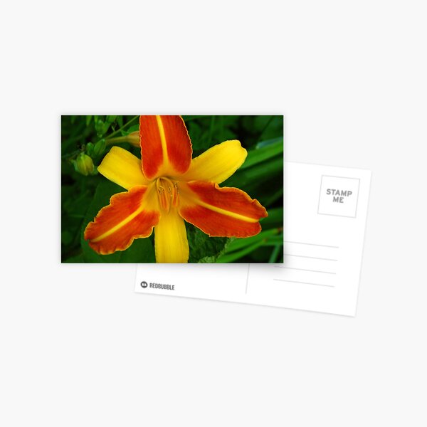 Lily in Orange and Yellow Postcard