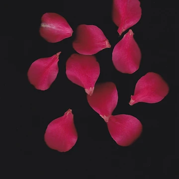 Artwork thumbnail, Petals by RustedSoldier