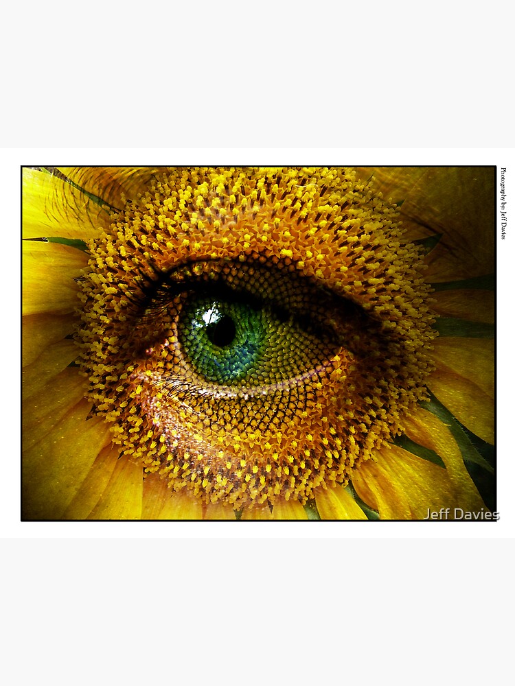 Sunflower with eye