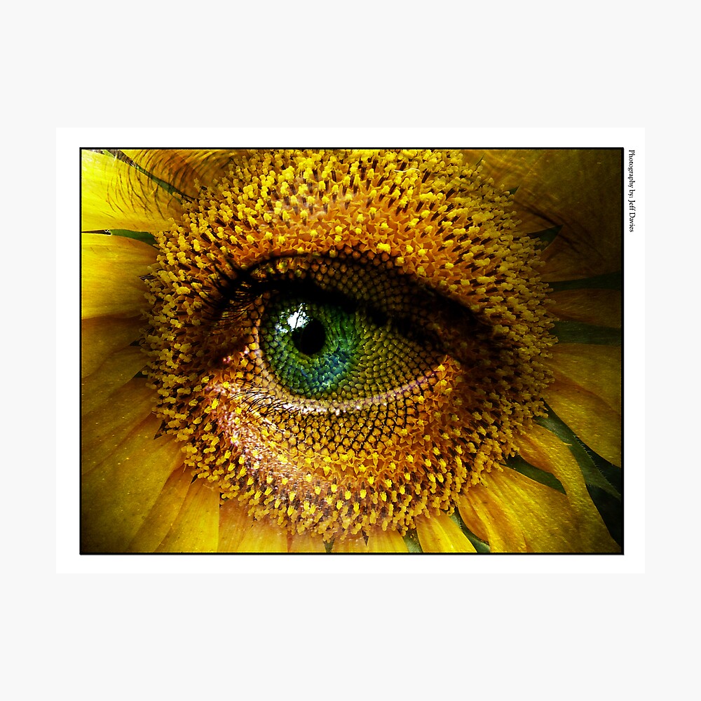 Lámina fotográfica «Girasol con ojo» de fracturedfotos | Redbubble