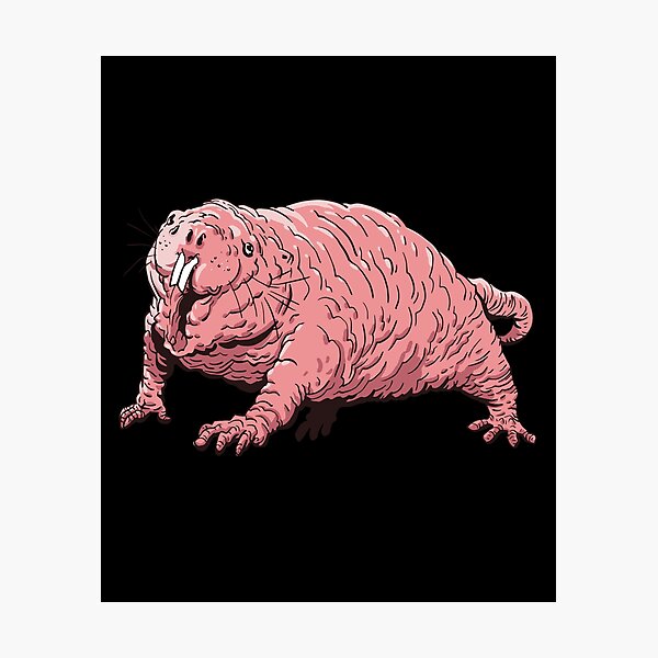 Mole Rat Photographic Prints Redbubble