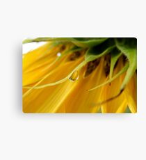 SINGLE RAIN DROP ON A SUNFLOWER Canvas Print