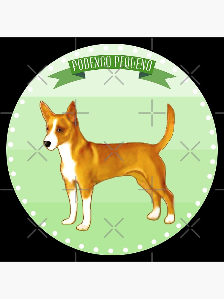 Fox Terrier e Podengo Português Pequeno