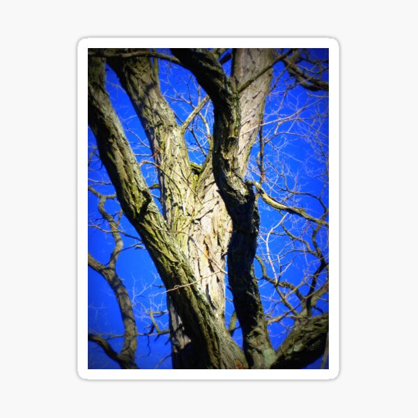Item preview, Tree With Blue Sky designed and sold by LenStanleyYesh.