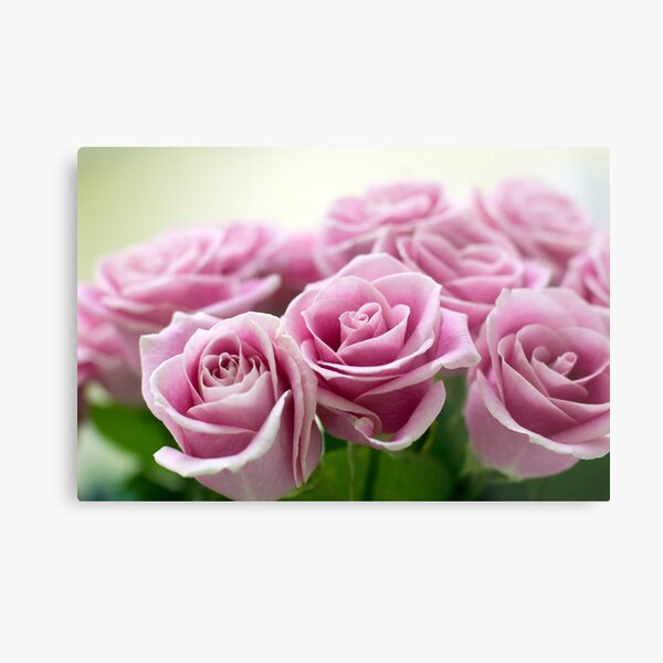 Pink Roses Metal Print