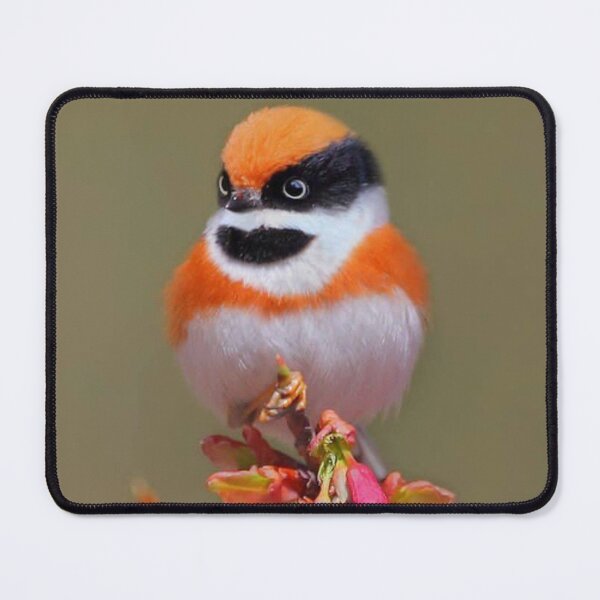 Item preview, black throated bushtit designed and sold by ritusdesigns.