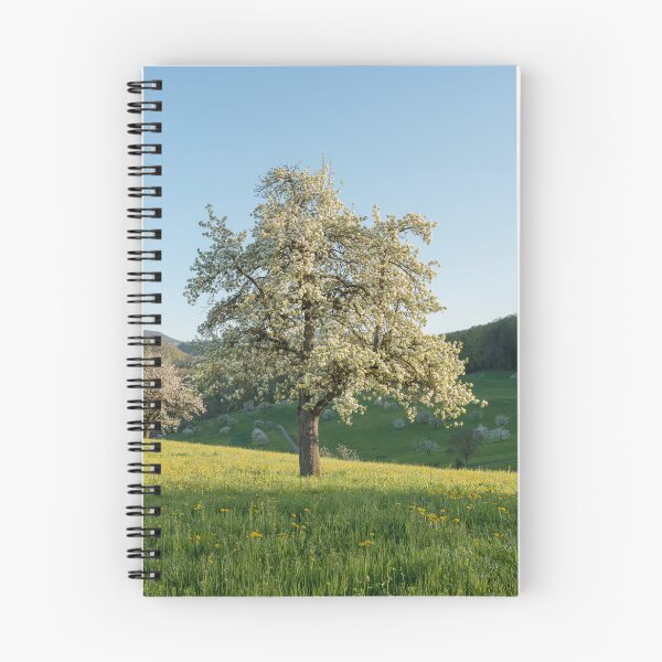 Item preview, Spring landscape with blooming cherry tree in the evening sun designed and sold by StohlerPhotos.