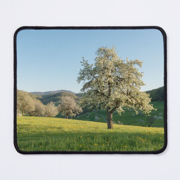 Item preview, Spring landscape with blooming cherry tree in the evening sun designed and sold by StohlerPhotos.