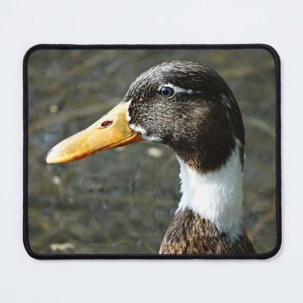 Item preview, Close-up head/beak of hybrid Mallard duck designed and sold by TwistedClassics.