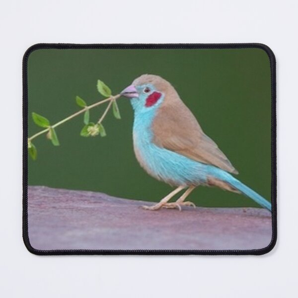 Item preview, Red cheeked Cordon bleu designed and sold by ritusdesigns.