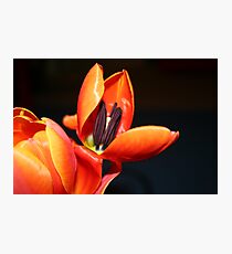 tulips Photographic Print