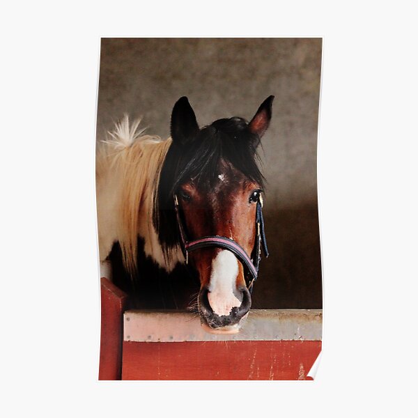 Skew in the Stable (Colour) Poster