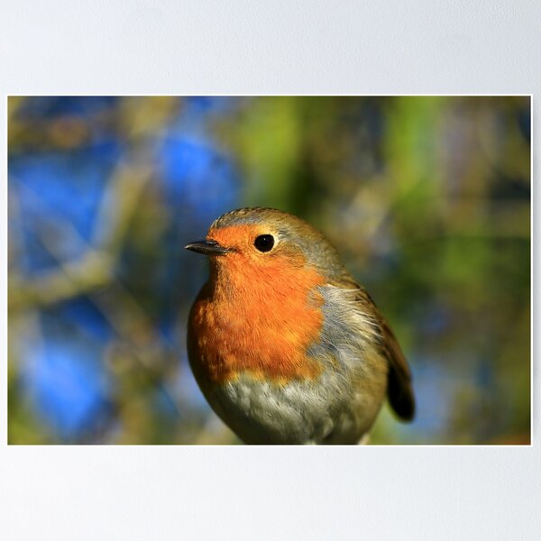 Item preview, Robin Bird Picture, Louie Robin designed and sold by ejcwildart.