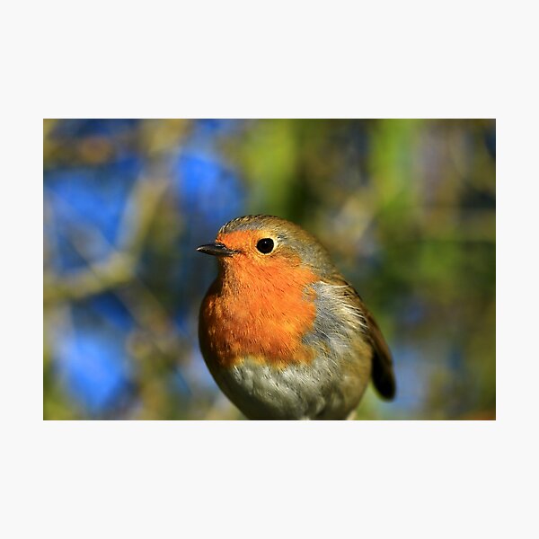 Item preview, Robin Bird Picture, Louie Robin designed and sold by ejcwildart.