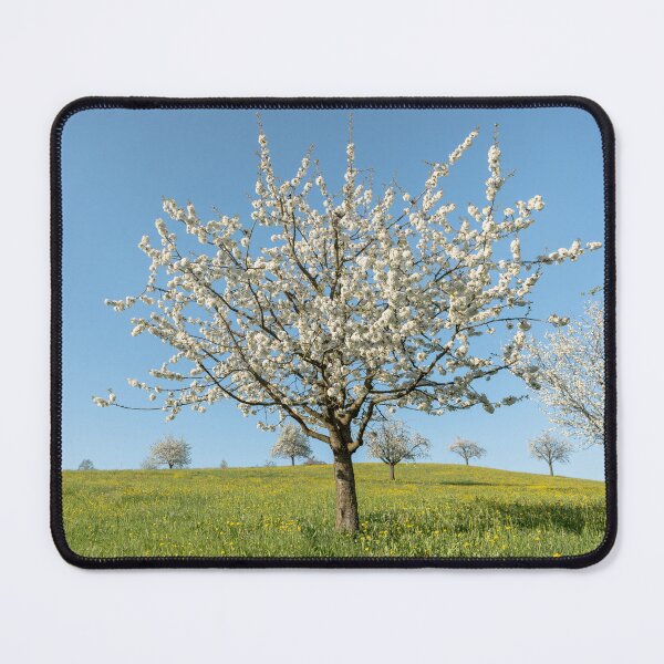 Item preview, Spring blooming cherry tree designed and sold by StohlerPhotos.