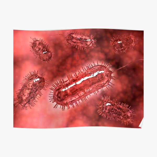 Póster «Grupo de células de la bacteria Escherichia coli, conocida como ...