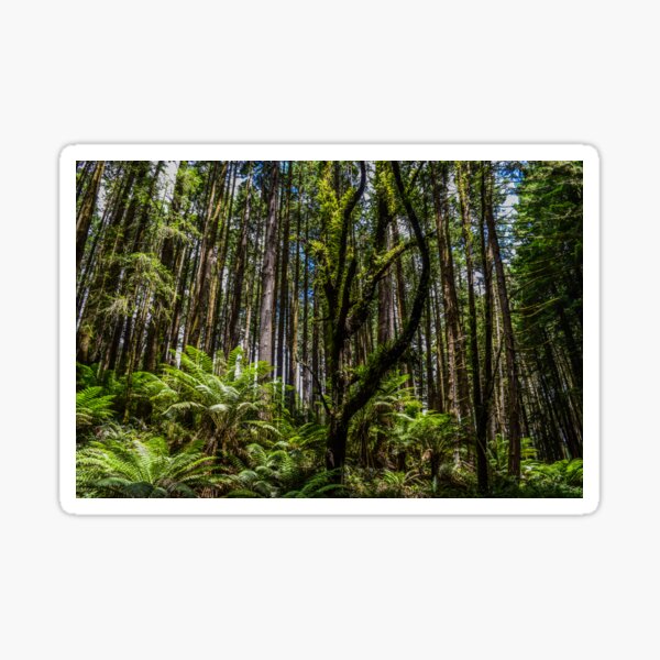 Item preview, Redwood Forest, Great Otway National Park, Australia designed and sold by Funkylikeabee.
