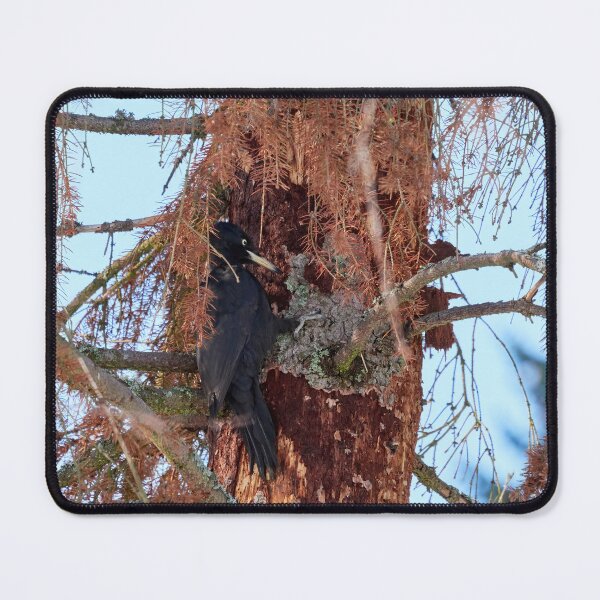 Item preview, Forester at work 1.  Black woodpecker designed and sold by Jouko Lehto Photography.
