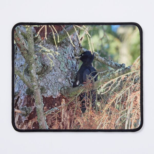 Item preview, Forester at work 2.  Black woodpecker designed and sold by Jouko Lehto Photography.